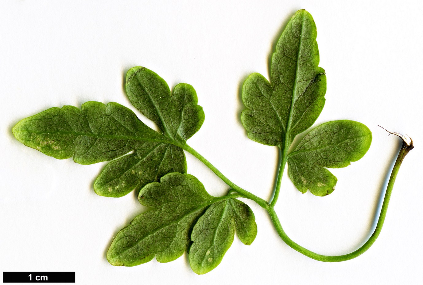 High resolution image: Family: Ranunculaceae - Genus: Clematis - Taxon: cirrhosa High resolution image: Family: Ranunculaceae - Genus: Clematis - Taxon: cirrhosa